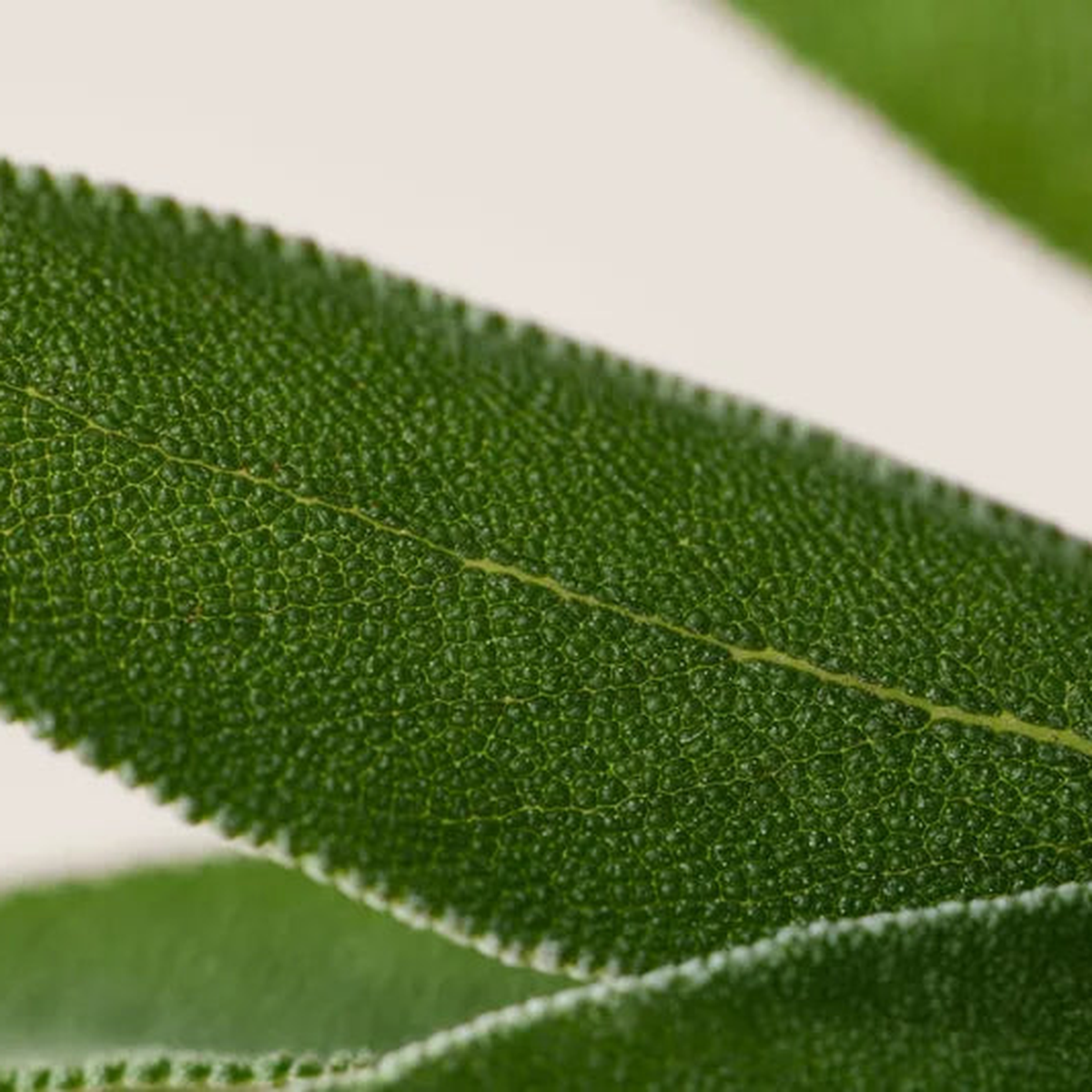 Sage Extract
