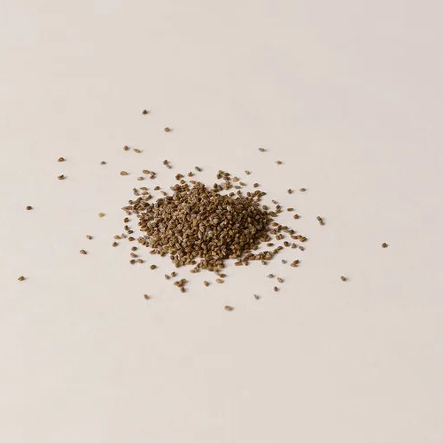 Celery Seed
