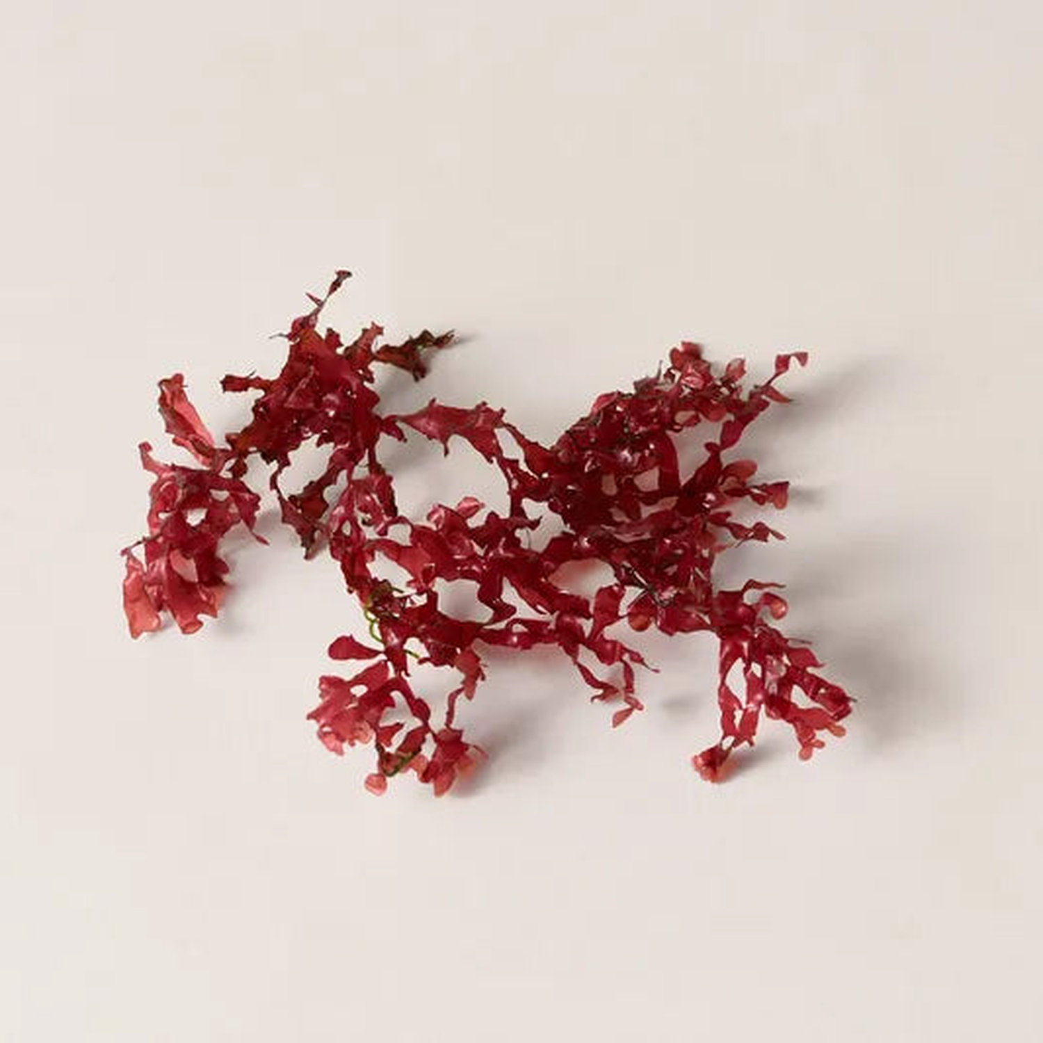 Red Algae