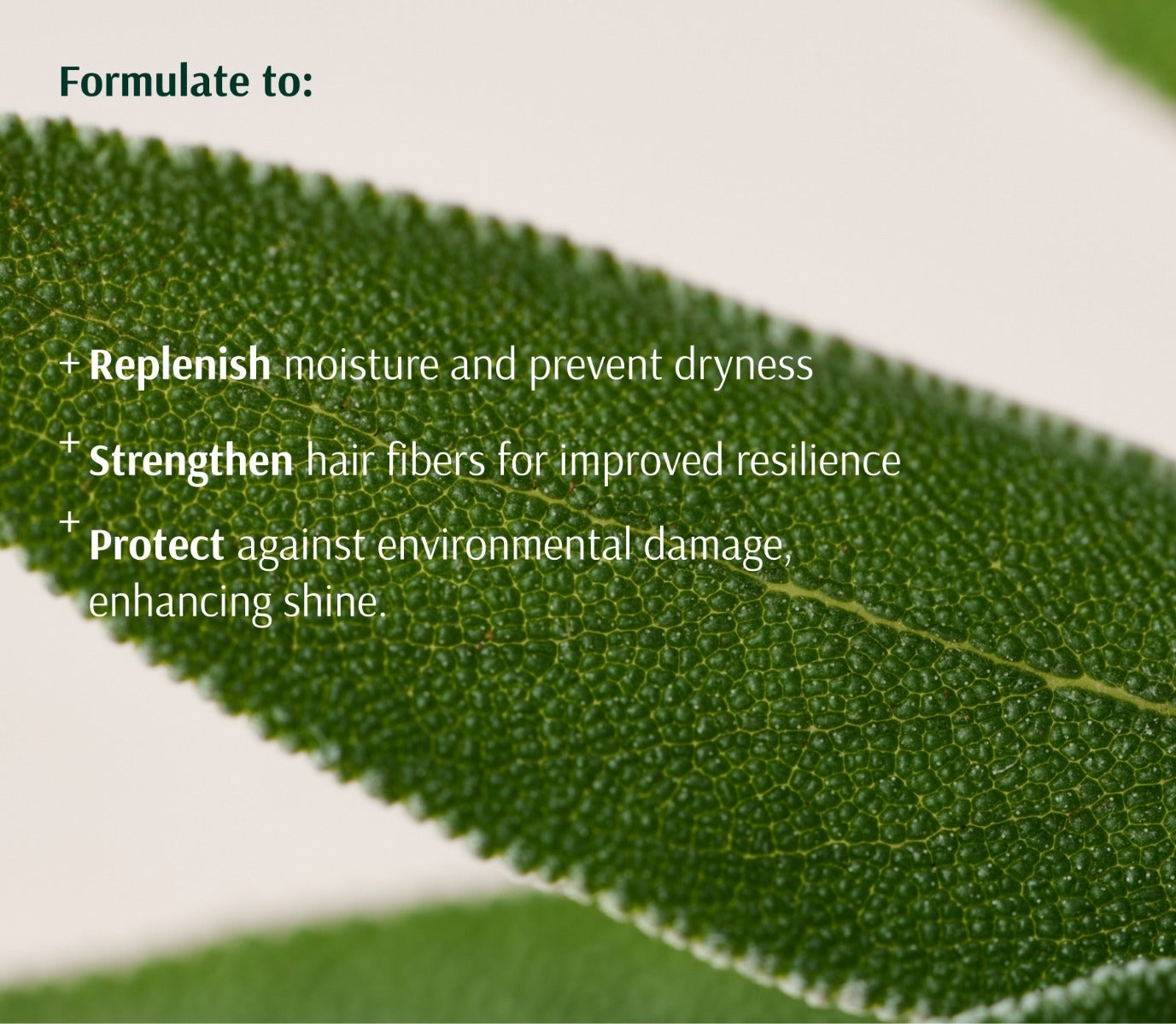 Information card on a macro sage leaf, setting out the conditioner's stated aims for moisture, fiber strength and protection