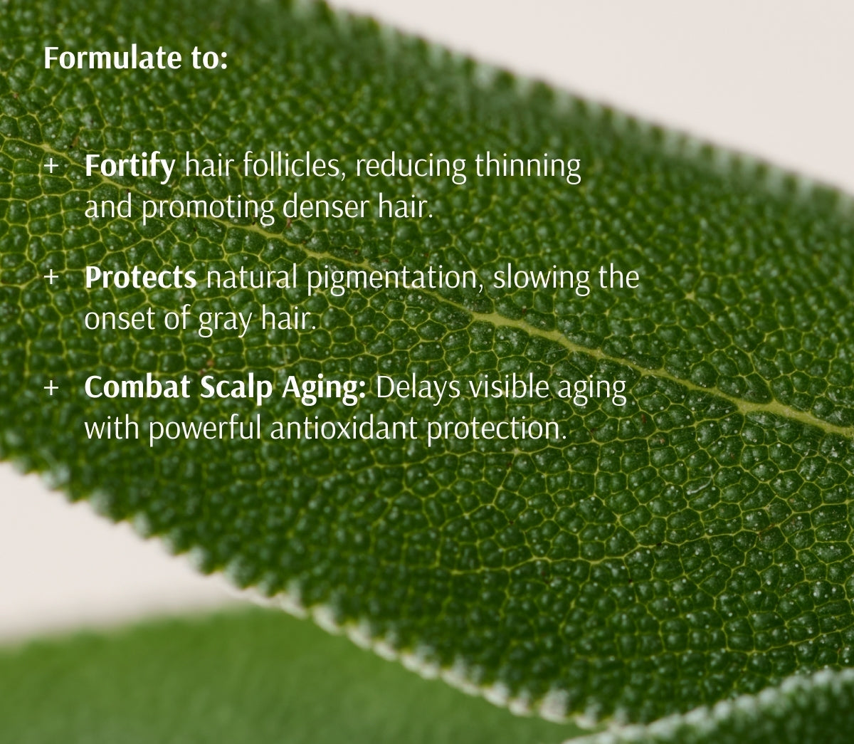 Information card on a macro sage leaf, setting out the serum's stated aims for follicle strength, hair pigment and scalp aging
