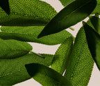 Revitalizing Shampoo