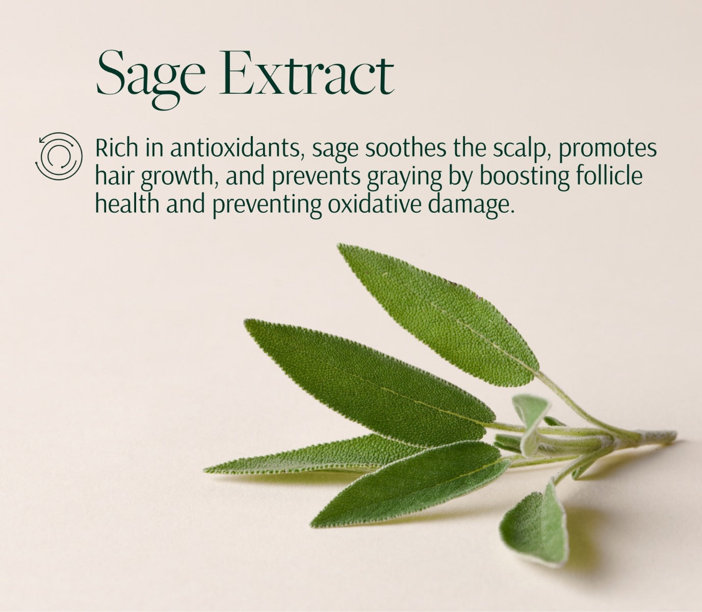 Ingredient card for sage extract: a sprig on cream with a paragraph describing the extract's stated role at the scalp